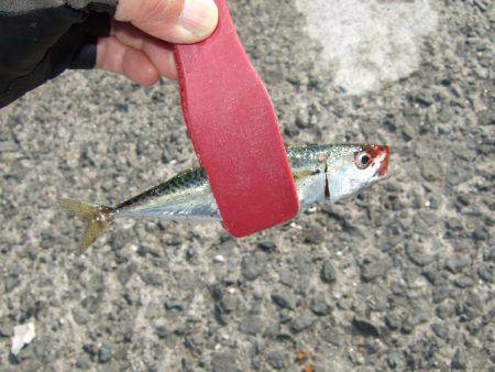 アジング好調キープ