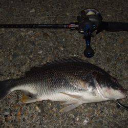 アコウ狙いが…