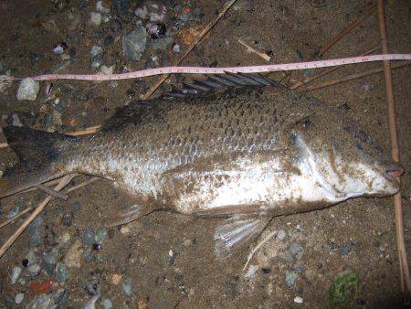 キビレ調査　ＮＯ，３４