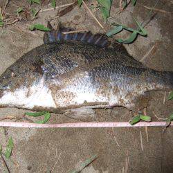 キビレ調査　ＮＯ，３６