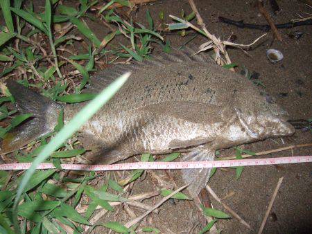 キビレ調査　ＮＯ，３７