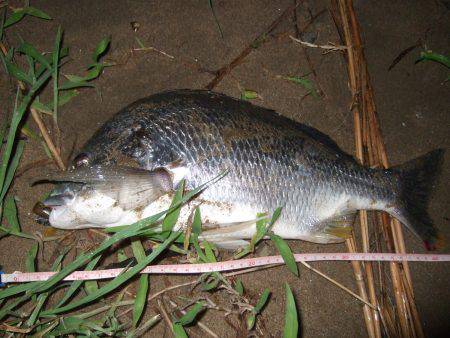 キビレ調査　ＮＯ，３８