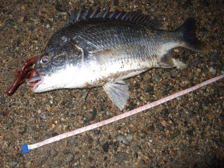 キビレ調査　ＮＯ，４０