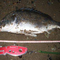 キビレ調査　ＮＯ，４２