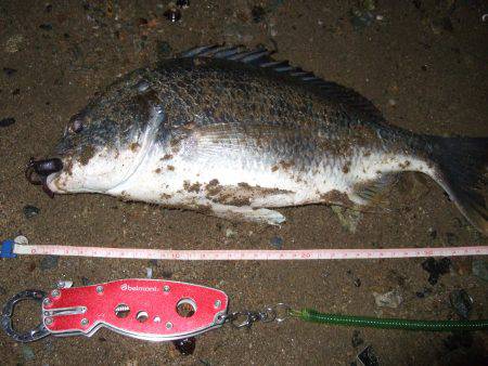 キビレ調査　ＮＯ，４２