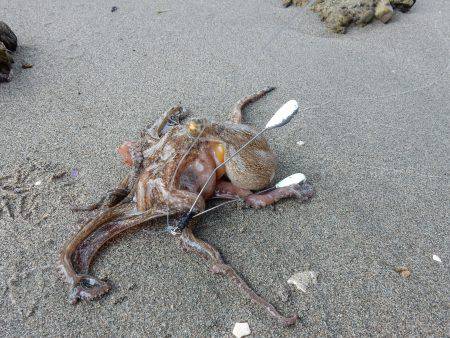 ウェーディングタコ