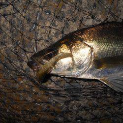 ショートバイトに苦戦…。