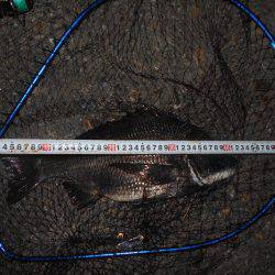 キビレは好調？。