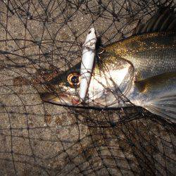 テトラ際でチヌ&シーバス♪。