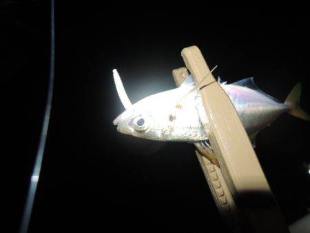 安定してきました