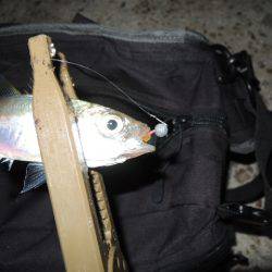 アジも難しいです