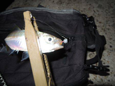 アジも難しいです