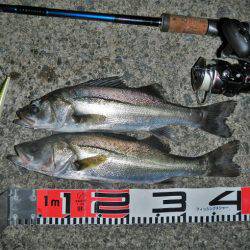 リバーシーバス