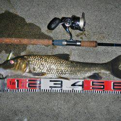 リバーでニゴイ