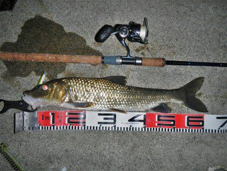 リバーでニゴイ