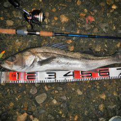 リバーシーバス