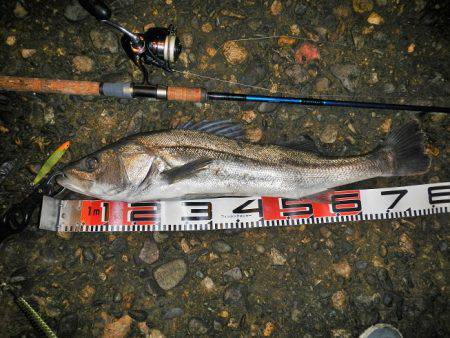 リバーシーバス