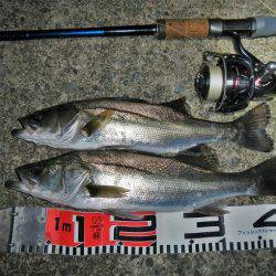 リバーシーバス