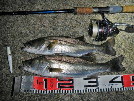 リバーシーバス