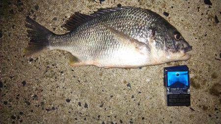 念願の初ヌーチー