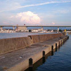 泉佐野漁港の釣果