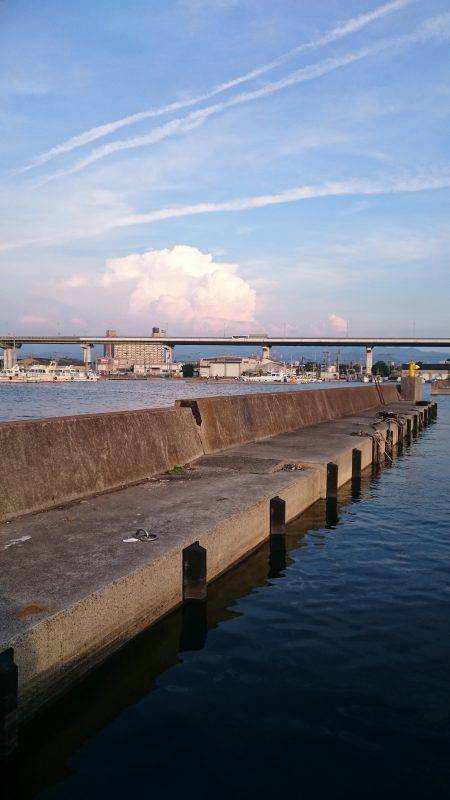 泉佐野漁港の釣果