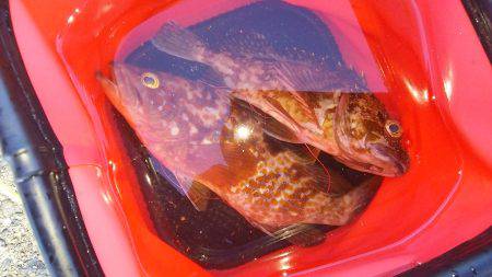 ３日連続の本命