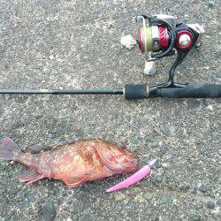 ガシラポンポン