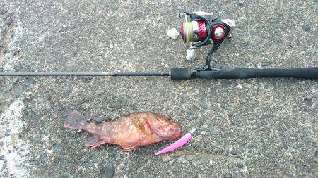 ガシラポンポン