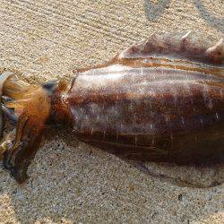 仕事出張でエギング