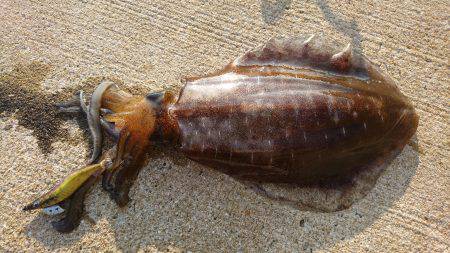 仕事出張でエギング