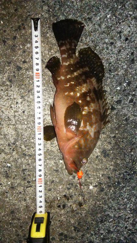 四連チャン釣行！！アナゴにきも釣れてます