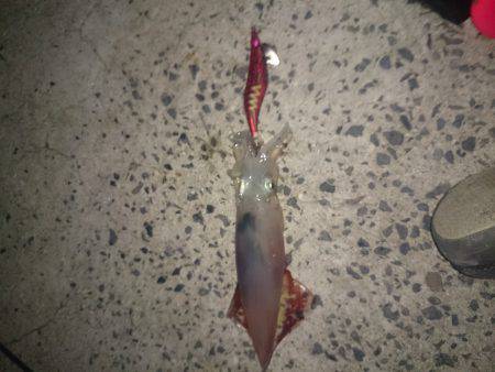 おひさしぶりエギング