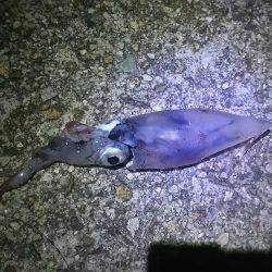 今年初のケンサキ釣行