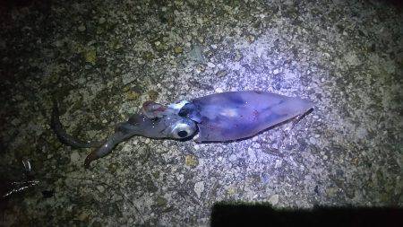 今年初のケンサキ釣行