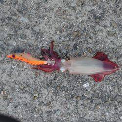 今シーズン開幕！