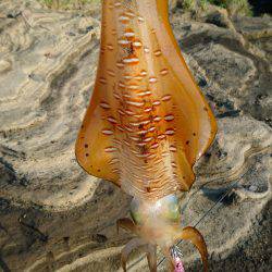 仕事重要出張でエギング