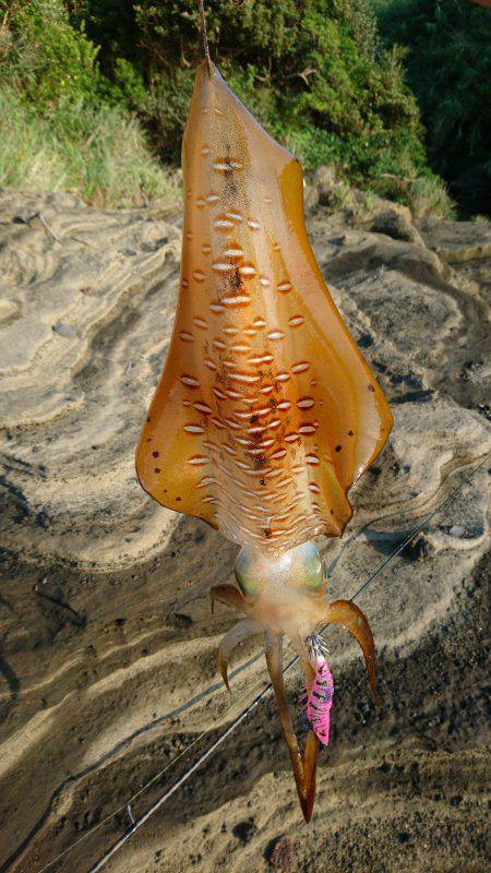 仕事重要出張でエギング