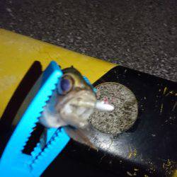 アジ狙いのつもりが、