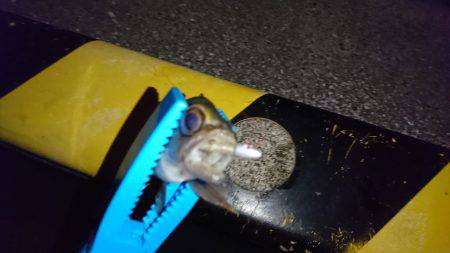 アジ狙いのつもりが、