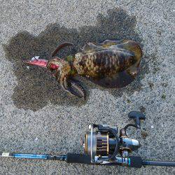 夕方ちょいエギング