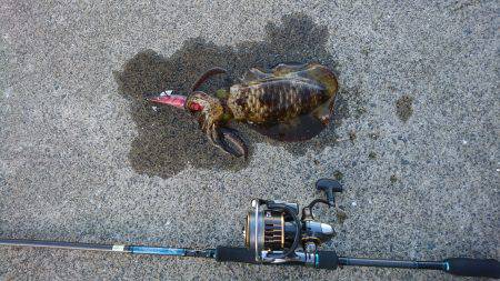 夕方ちょいエギング