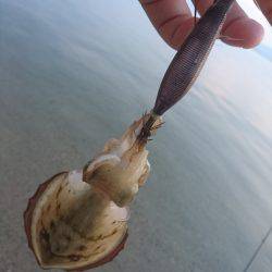 サーフエギング