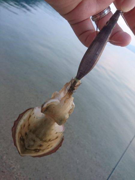 サーフエギング