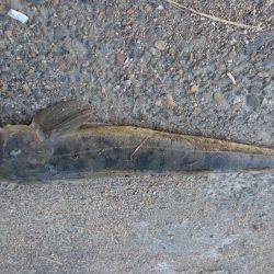 73㎝のマゴチが釣れました