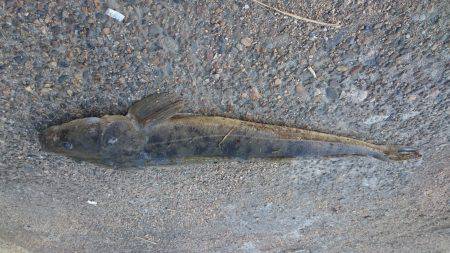 73㎝のマゴチが釣れました