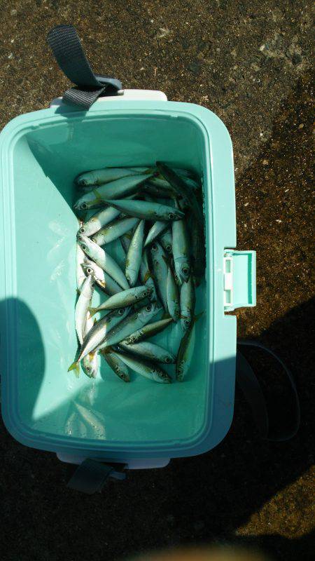 イワシばっかり