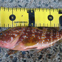 エギングからロックフィッシュ