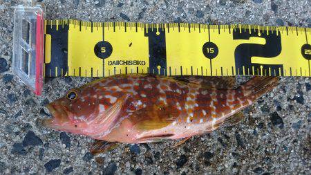 エギングからロックフィッシュ