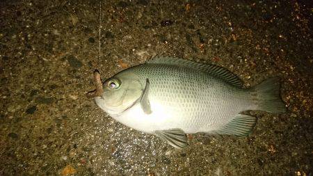お手軽電気浮き釣り